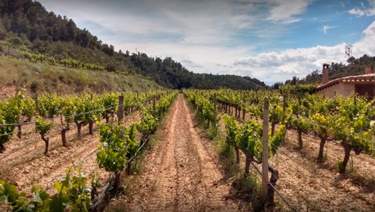 Escrito sobre Tierra, Bodega y Mas